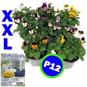 Afbeelding van Viola P12 Klbl XXL Divers